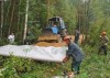 Леса на Сахалине «изрежут» новые дороги