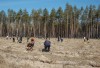 Регион-33 высадит 200 га леса