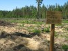 План по восстановлению леса область выполнила