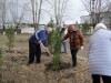 В Гусь-Хрустальном районе высадили елки ко Дню Победы